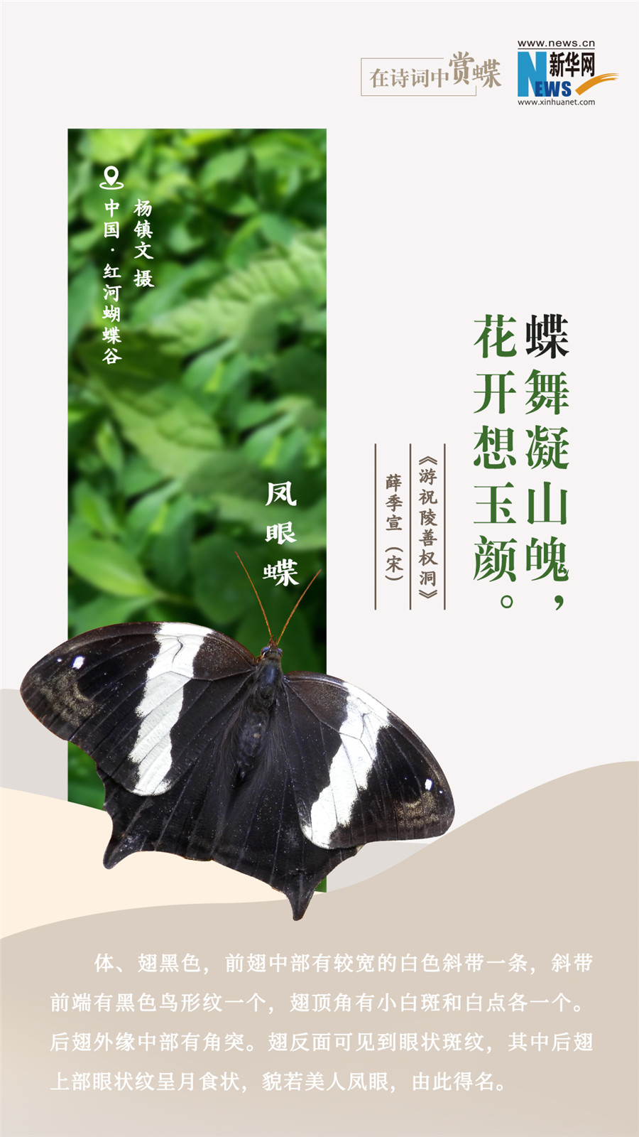 創意海報|在詩詞中賞蝶：翩翩舞態 詩以詠蝶