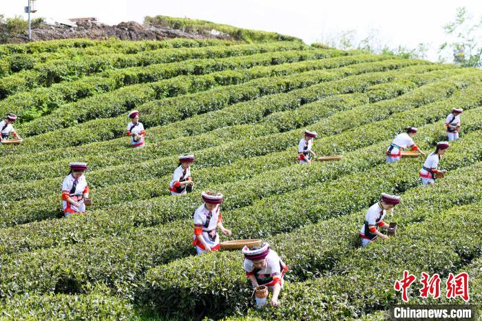 眾多白族村民身著民族服飾走進茶園采摘。　楊華峰 攝