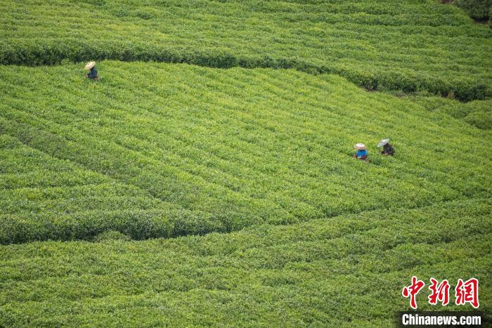 茶農(nóng)采摘谷雨茶。　唐哲 攝