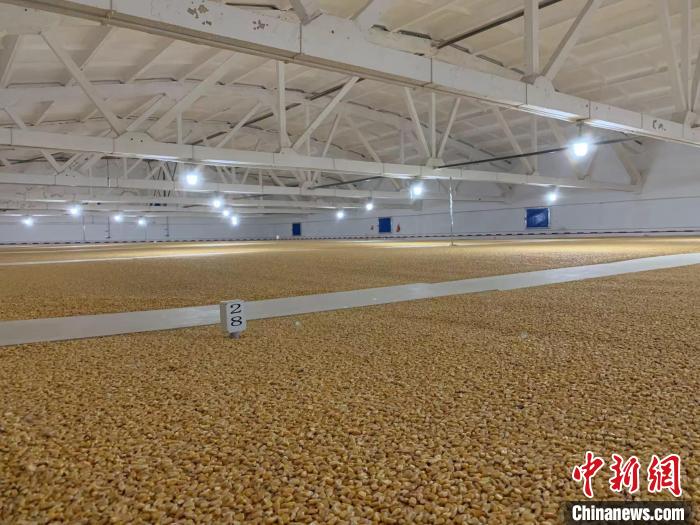 倉內清涼干爽、遍地金黃，上千平方米的糧食盡收眼底。　王惠琳 攝