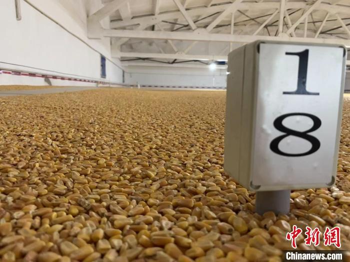 數千噸的小麥、玉米如同一塊塊被“切平”的巨型蛋糕“鑲嵌”在地面上。　王惠琳 攝