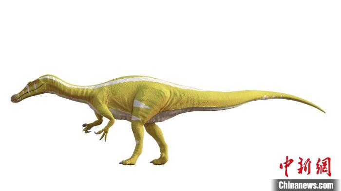棘龍類新物種Protathlitis cinctorrensis(圖源Grup Guix)。　施普林格·自然 供圖