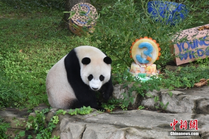 當(dāng)?shù)貢r(shí)間8月21日，旅美大熊貓幼崽“小奇跡”迎來3周歲生日。華盛頓國家動(dòng)物園給“小奇跡”舉辦了“生日派對”，眾多游客前來給“小奇跡”慶生。<a target='_blank' href='/'><p  align=