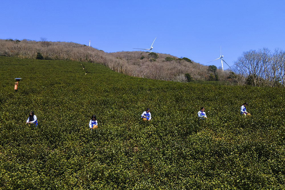茶農們搶抓晴好天氣采摘春茶。楊云中攝