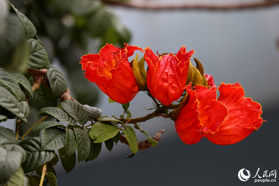 火焰木花朵呈紅色或橙紅色。人民網 陳博攝