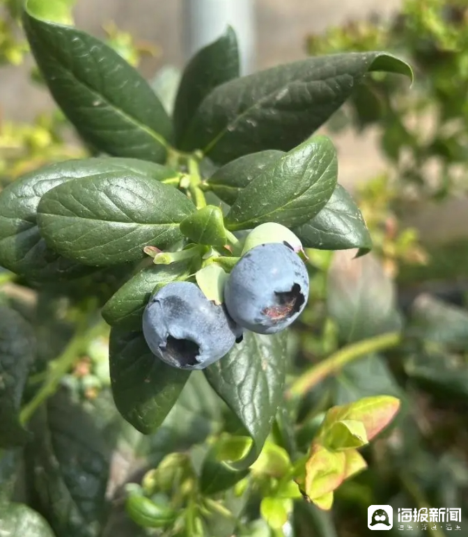 西瓜、藍莓、草莓上高原!山東濰坊援藏組因地制宜打造特色蔬菜發展中心