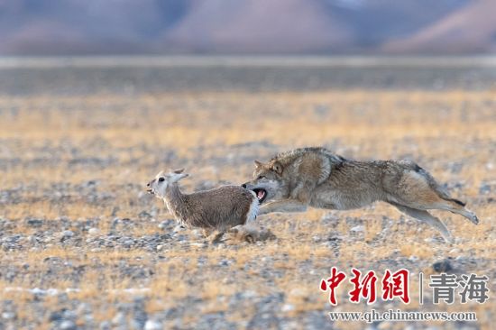 圖為獲獎作品。同海元供圖