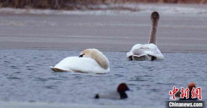 圖為疣鼻天鵝水面休憩。　青海國(guó)家公園觀鳥協(xié)會(huì)供圖 攝