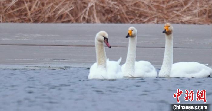 圖為疣鼻天鵝與大天鵝。　青海國(guó)家公園觀鳥協(xié)會(huì)供圖 攝