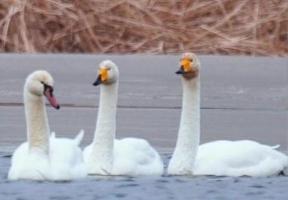 圖為疣鼻天鵝與大天鵝?！∏嗪夜珗@觀鳥協會供圖 攝