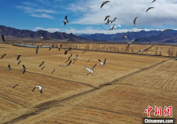 圖為黑頸鶴在拉薩市林周縣境內(nèi)飛翔。　貢嘎來松 攝