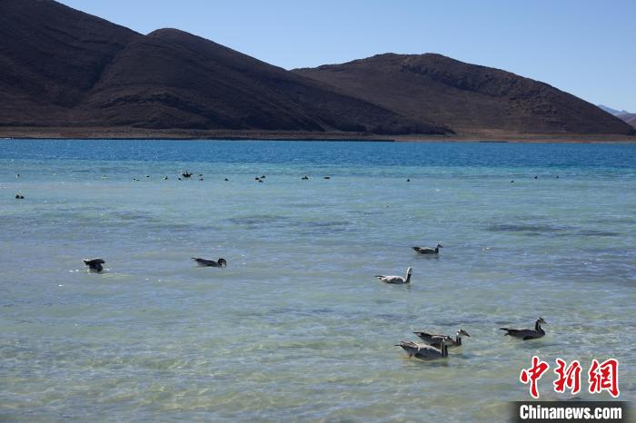 圖為過冬的候鳥在羊湖游弋?！∪轿木?攝