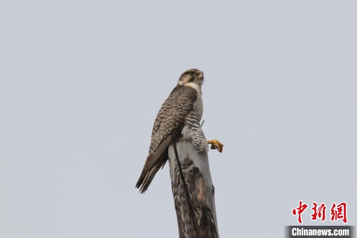 青?，斂珊訃覞竦毓珗@鳥類監測達44種