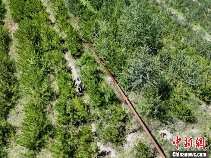 航拍建行青海省分行綠化區(qū)施工隊隊長盧占祥正在巡護(hù)綠化區(qū)。　祁增蓓 攝