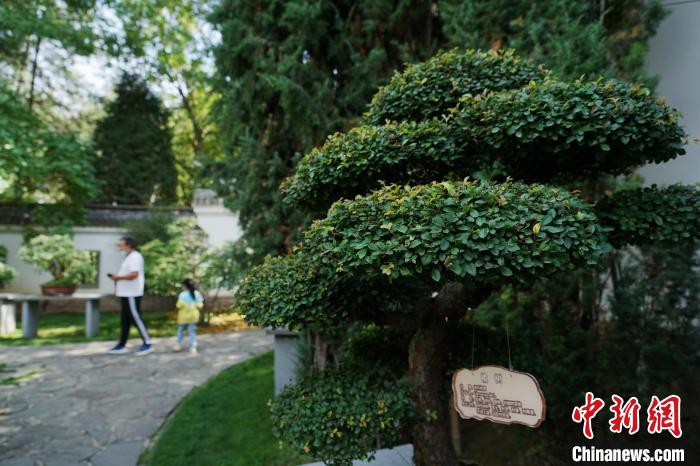圖為在西寧園林植物園內(nèi)，造型奇特的盆景吸引市民。　馬銘言 攝