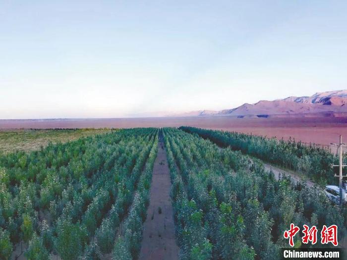 圖為格爾木境內(nèi)種植的綠樹(shù)。　格爾木融媒體中心供圖