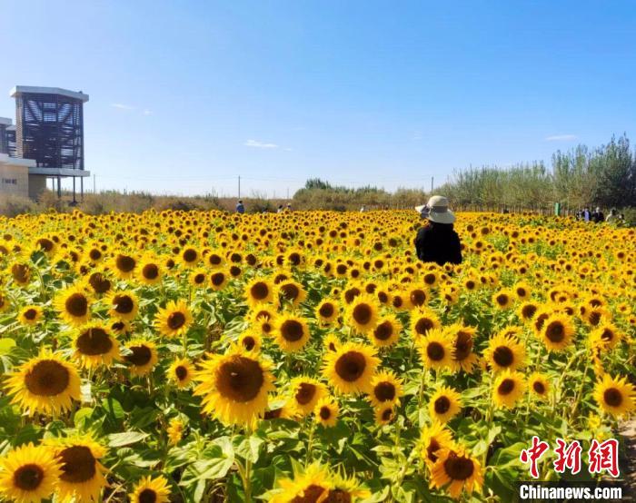 圖為格爾木境內(nèi)的向日葵花海。　格爾木融媒體中心供圖