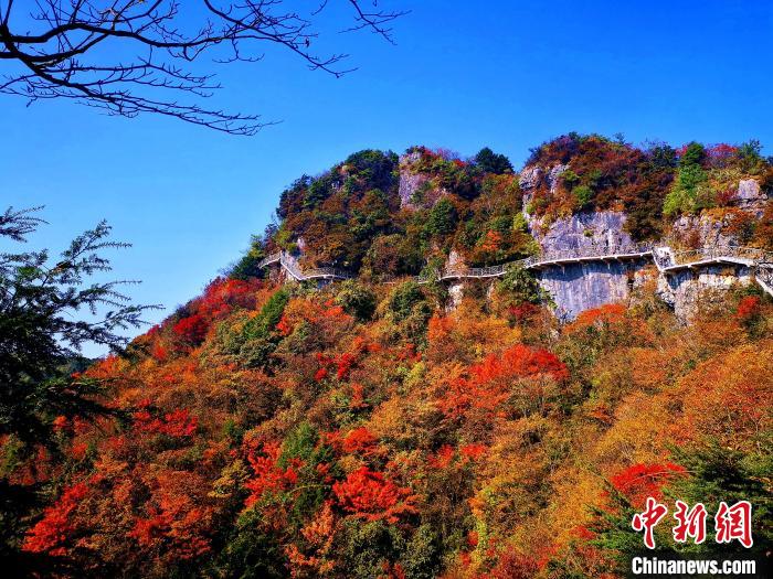 巴山大峽谷漫天紅葉。　張平 攝