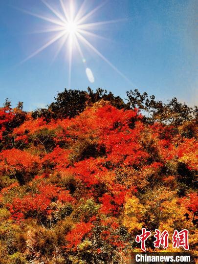 萬源市紅葉似火。　朱平安 攝