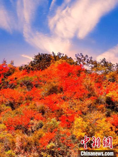 萬源深秋紅葉似火?！≈炱桨?　攝