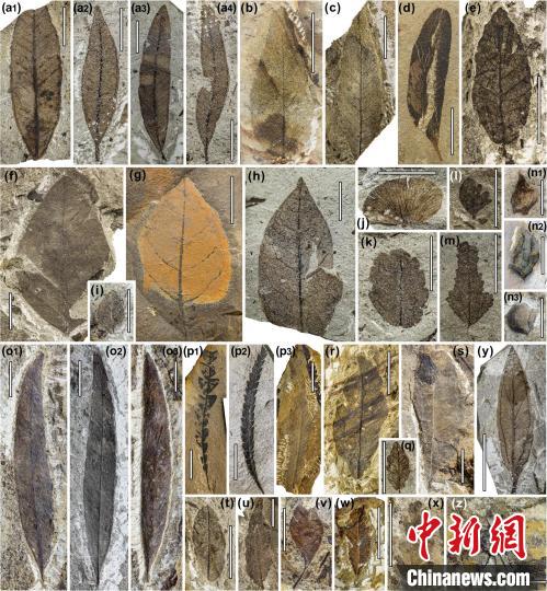 中始新世熱魯化石植物群(4500萬–4000萬年前)?！≈锌圃呵嗖馗咴?供圖