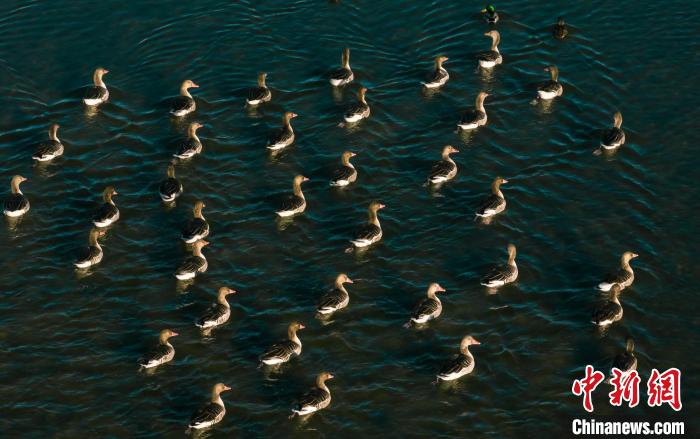 圖為湖中的野生鳥類。　何啟金 攝