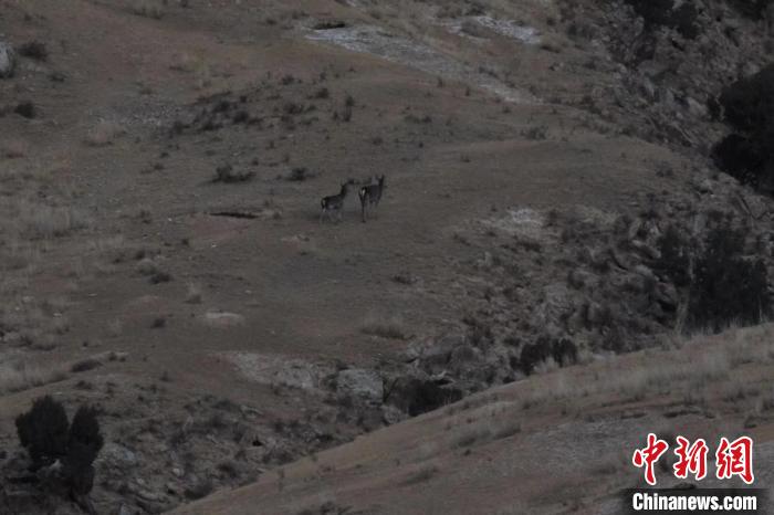圖為兩只馬鹿在山坡上行走?！〔湃?攝