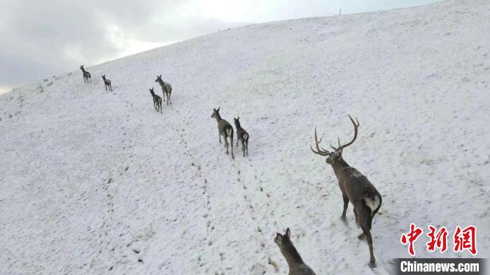 圖為馬鹿群在雪地里行走?！〔湃?攝