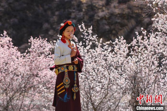 白玉縣河坡鎮(zhèn)桃花林間身穿民族服飾的藏族女孩。　白玉融媒 攝