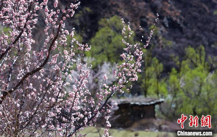白玉縣河谷間盛開(kāi)的桃花。　白玉融媒 攝