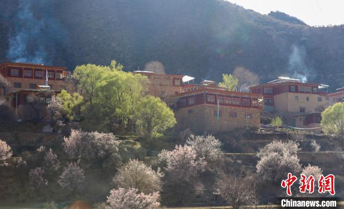 暖陽(yáng)下白玉縣河坡鎮(zhèn)正在盛開(kāi)的桃花與藏式民居。　白玉融媒 攝
