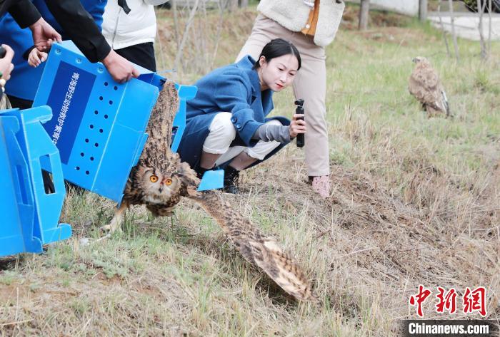 圖為西寧野生動物園救護的雕鸮在西寧市放歸大自然。　馬銘言 攝