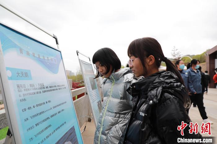 圖為學(xué)生通過展板了解青海常見鳥類。　馬銘言 攝