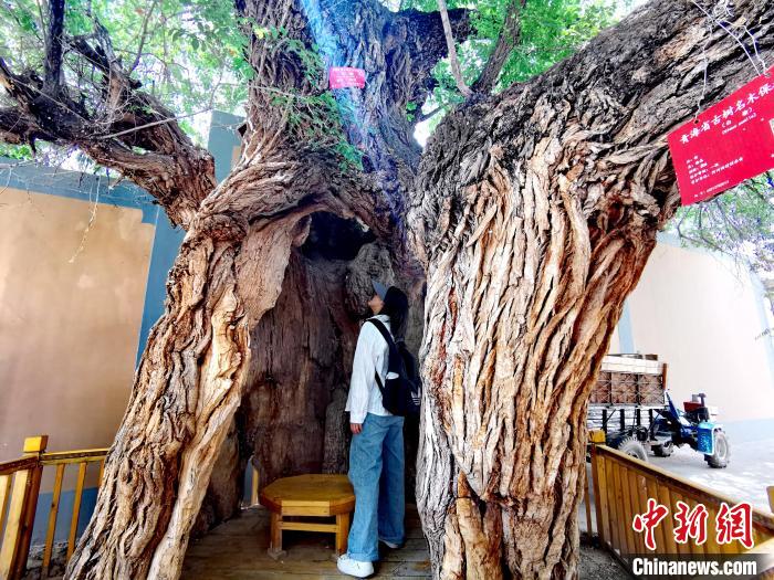青海海東市阿河灘地質文化村：古樹新枝、丹山碧水