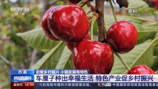 種蘑菇、養駱駝...。。特色產業助力鄉村振興走新路