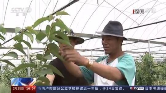 種蘑菇、養駱駝...。。特色產業助力鄉村振興走新路