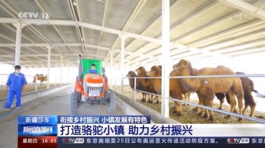 種蘑菇、養駱駝...。。特色產業助力鄉村振興走新路