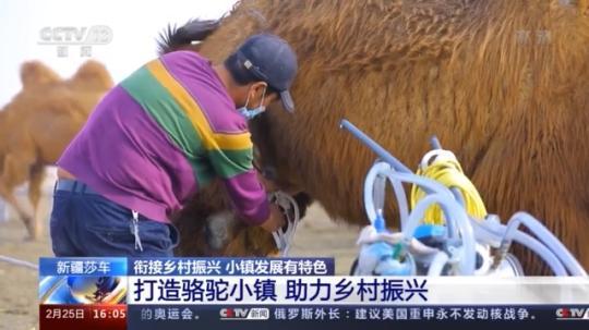 種蘑菇、養駱駝...。。特色產業助力鄉村振興走新路
