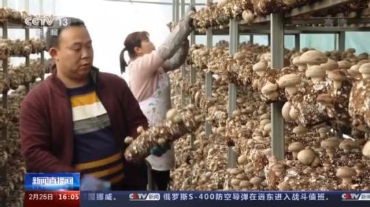 種蘑菇、養駱駝...。。特色產業助力鄉村振興走新路