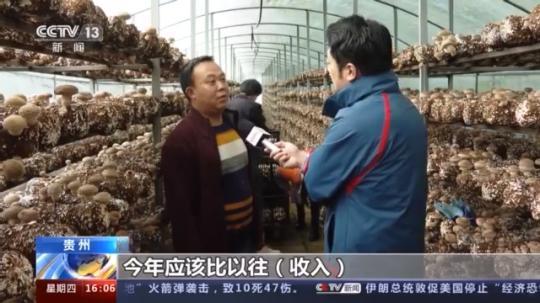 種蘑菇、養駱駝...。。特色產業助力鄉村振興走新路