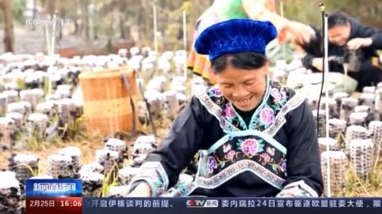 種蘑菇、養駱駝...。。特色產業助力鄉村振興走新路