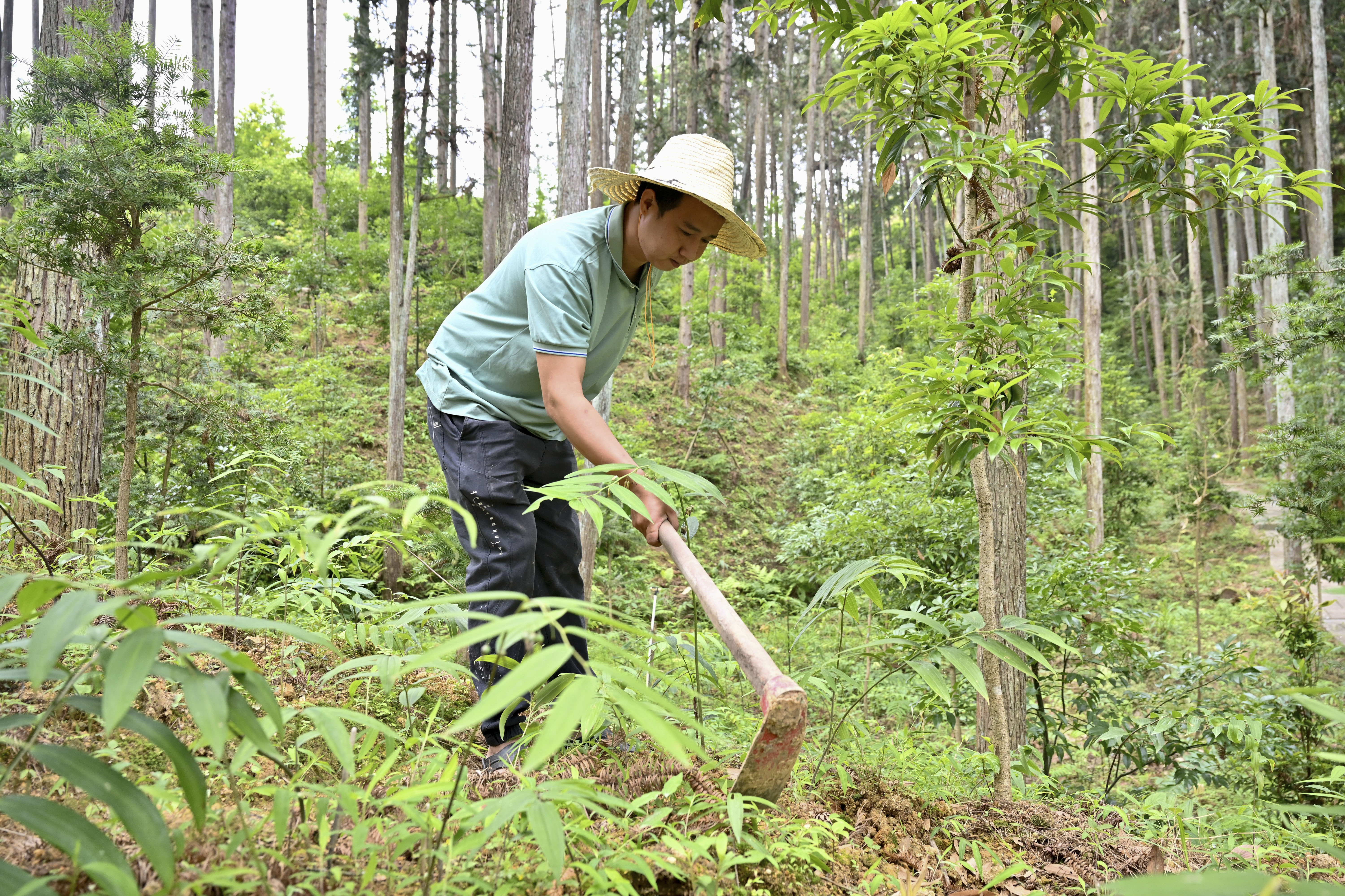2024年5月9日，福建省三明市馬巖林下經濟種植示范基地工人在管理林下種植的多花黃精。