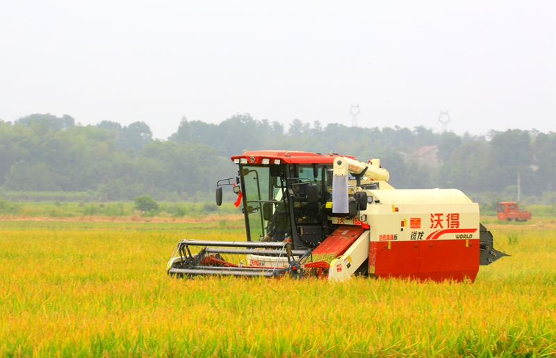 早稻收割忙，農(nóng)機(jī)來(lái)助力。常德市鼎城區(qū)融媒體中心供圖