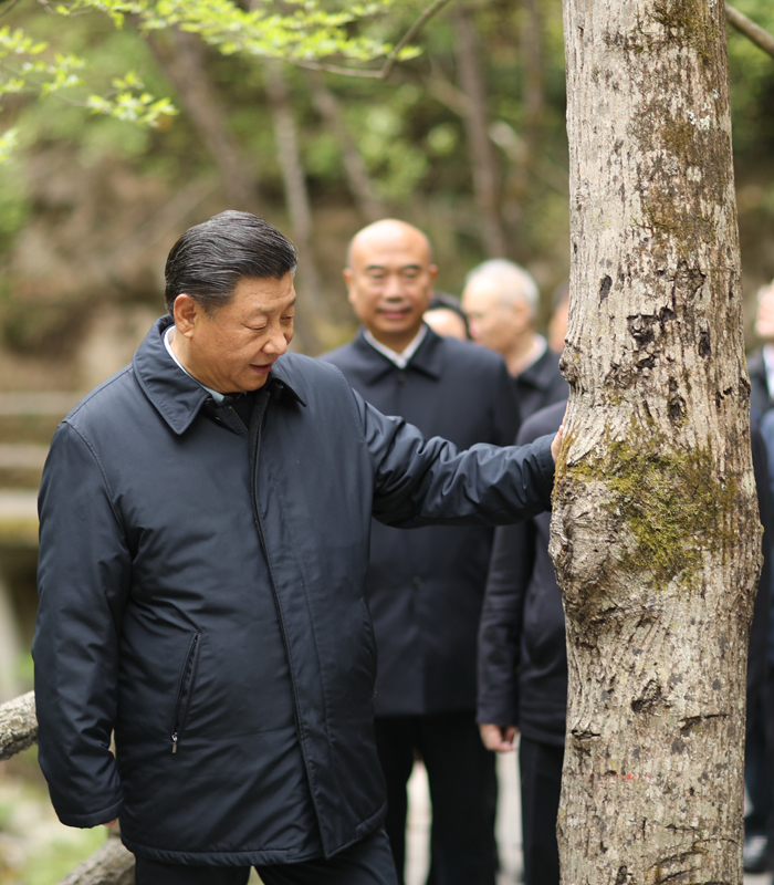 　2020年4月，習(xí)近平總書記來到位于商洛市柞水縣的秦嶺牛背梁國家級自然保護區(qū)，考察秦嶺生態(tài)保護情況。新華社記者 鞠鵬 攝