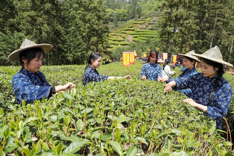 2025年4月13日，福建武夷山市星村鎮朝陽村茶農在生態茶園展示采茶。新華社發（邱汝泉 攝）
