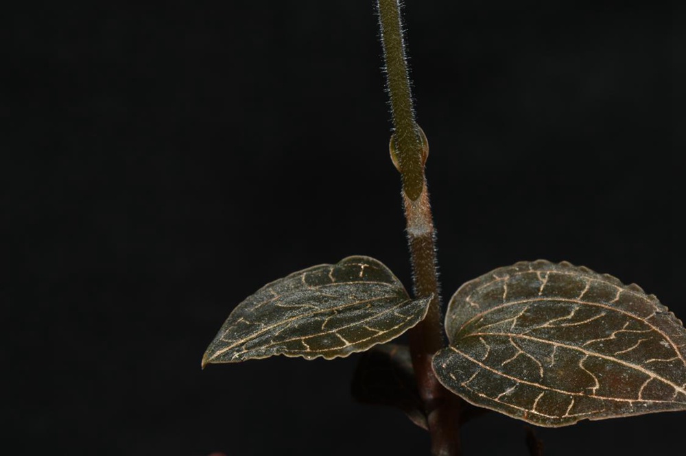 墨脫金線蘭。金效華攝