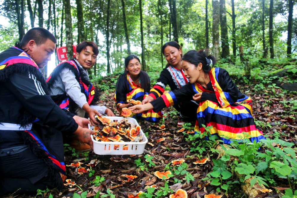 村民采摘林芝。次仁央宗攝