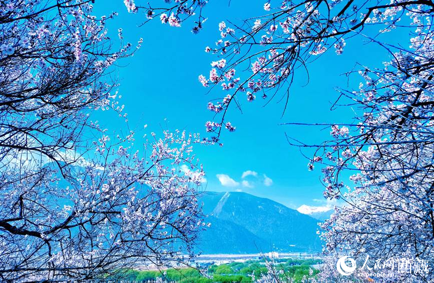 藍天與桃花相映成趣。 人民網(wǎng) 李海霞攝