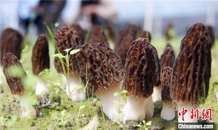 香格里拉春耕忙羊肚菌產業扶貧顯成效