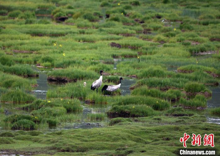 祁連山國家公園青海片區首次黑頸鶴衛星跟蹤和環志工作完成